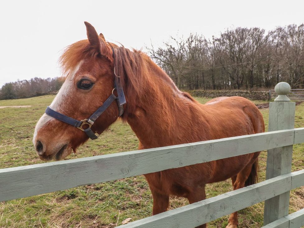 A horse standing near a fence in a field at The Lodge in Wirksworth