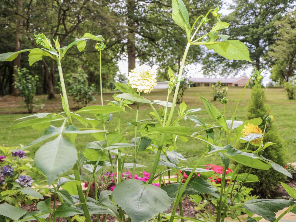 Flowers and plants in a garden at Charltons Hollow Cabin Haywards Heath