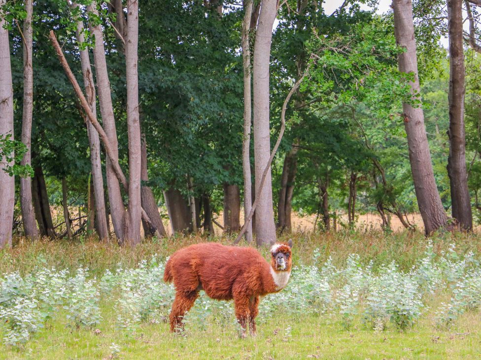 An alpaca in a grassy area surrounded by trees at Daisy Cottage in Pevensey