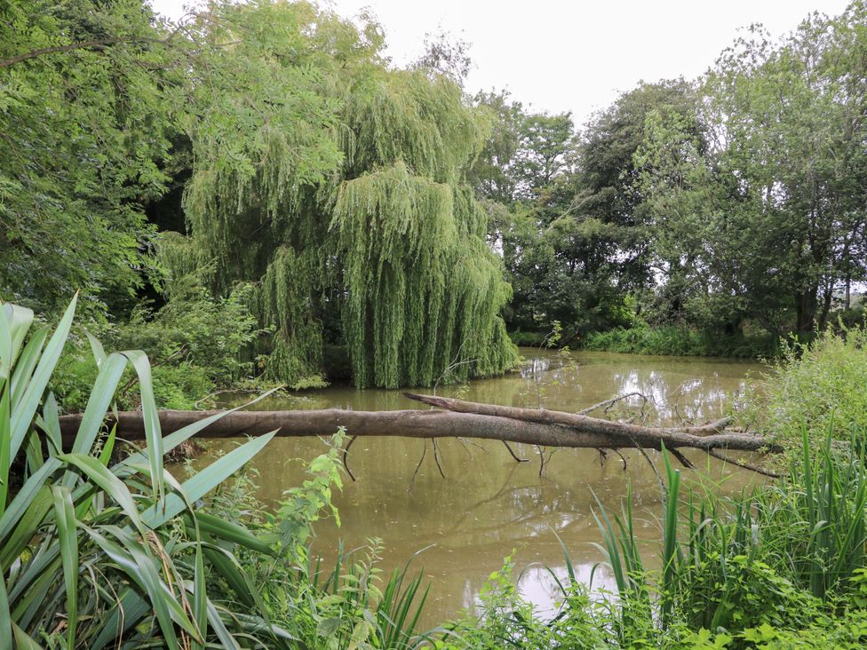 A pond with a willow tree and a fallen log at Daisy Cottage in Pevensey