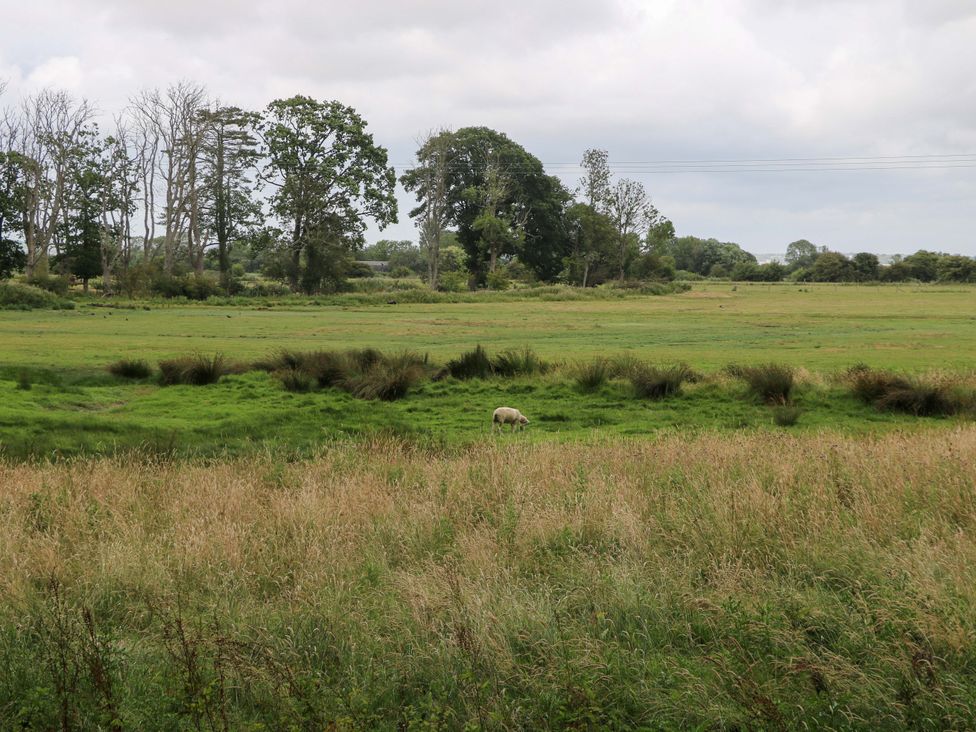 A sheep grazing in a grassy field at Daisy Cottage in Pevensey