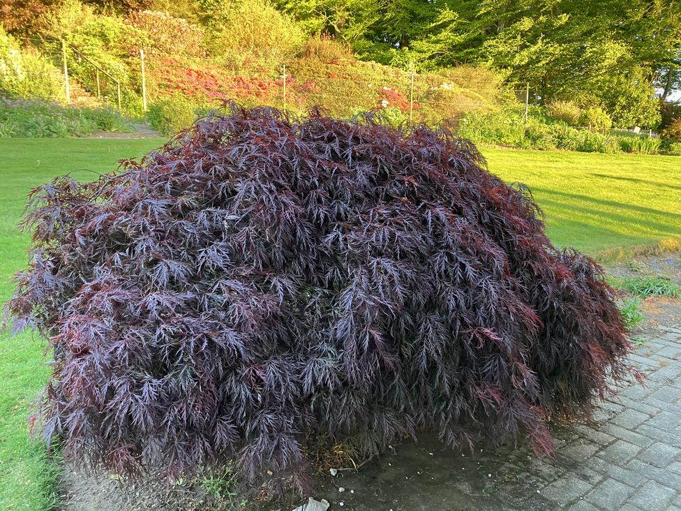 Carnmhor -  - 1179674 - thumbnail photo 32