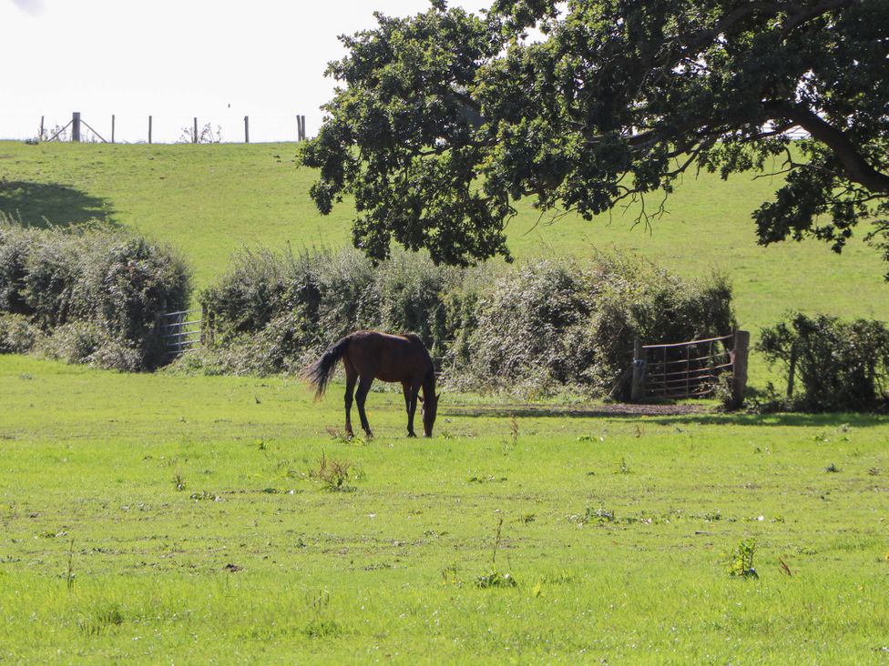A horse grazing in a field at The Old Parlour Southampton