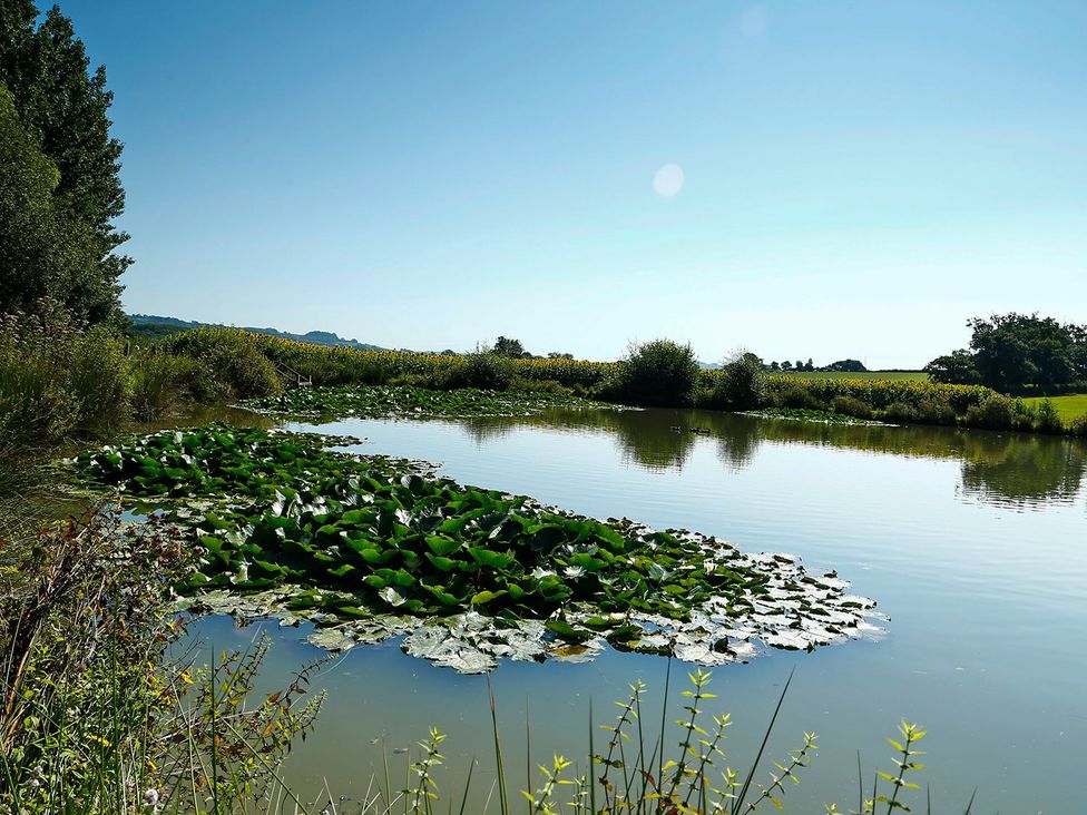 A pond with lilypads and vegetation at Maple Lodge in Teigngrace near Kingsteignton