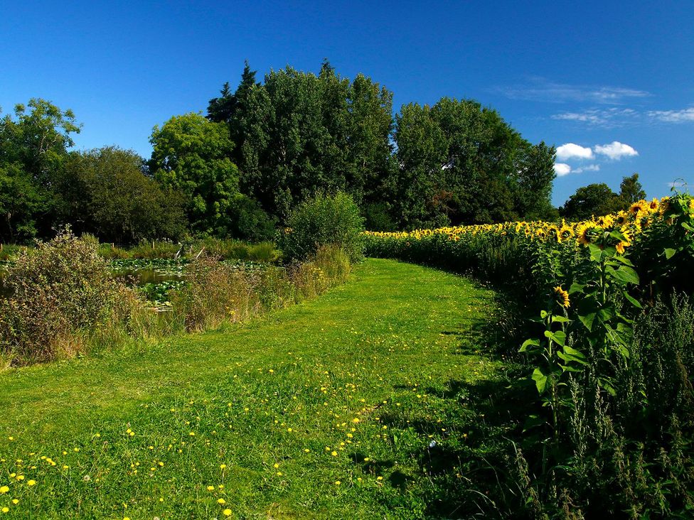 A path surrounded by sunflowers and trees at Maple Lodge Teigngrace near Kingsteignton