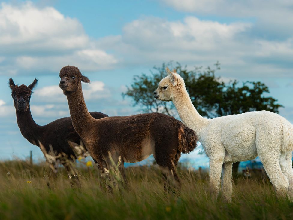 Three alpacas grazing in a field under a blue sky with clouds at Head For the Hills Glamping - Skylark Shepherd's Hut
