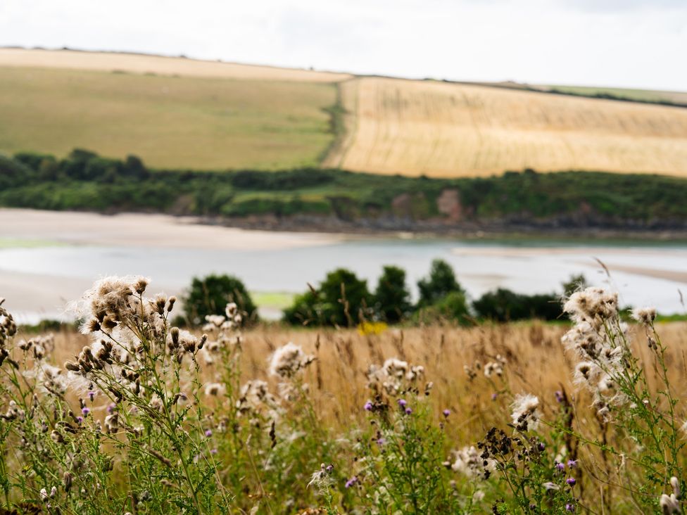 A field with plants and water in the background at The Porthole in Newton Ferrers