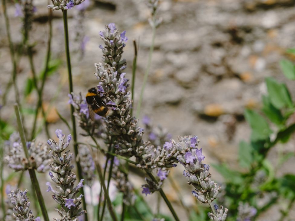 A close-up of lavender flowers with a bee at The Porthole in Newton Ferrers