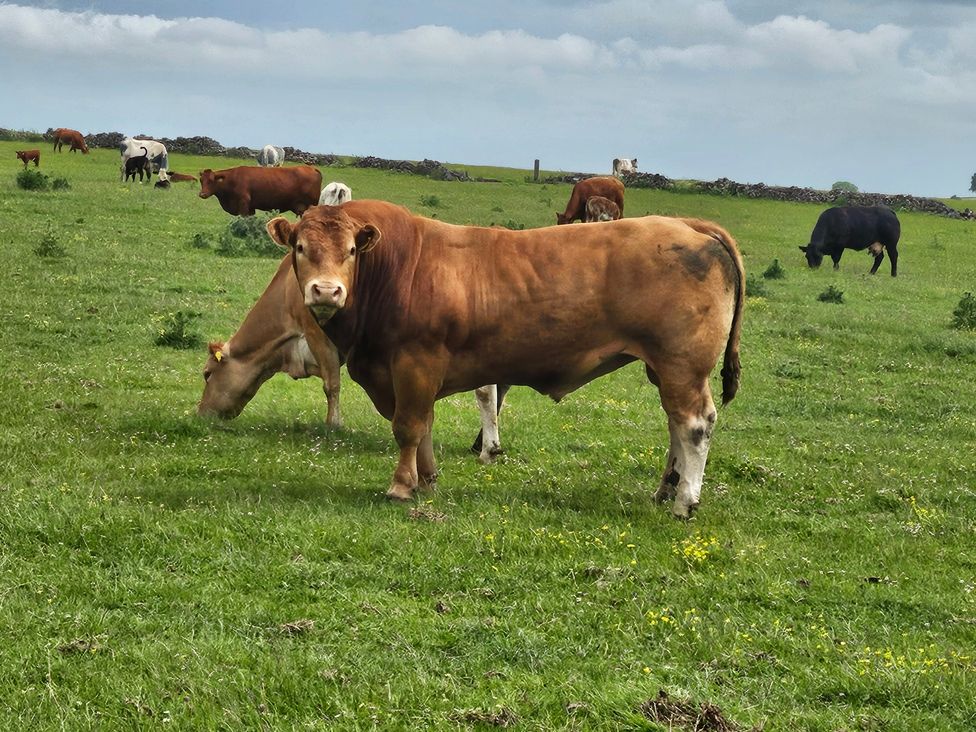A group of cows grazing in a field at Rockhurst Farm near Winster