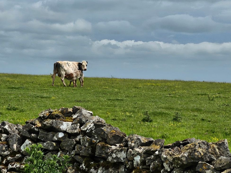 A cow and calf in a field near a stone wall at Rockhurst Farm near Winster