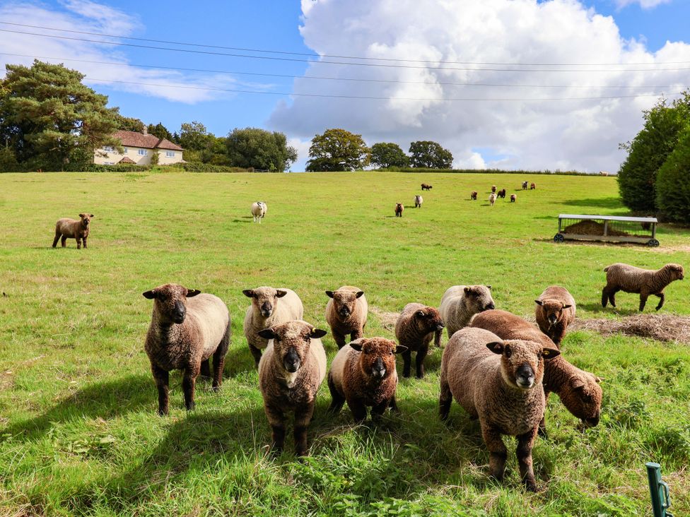 A field with sheep grazing and a house in the background at The Cottage Middle Westwater Westwater Nr Axminster