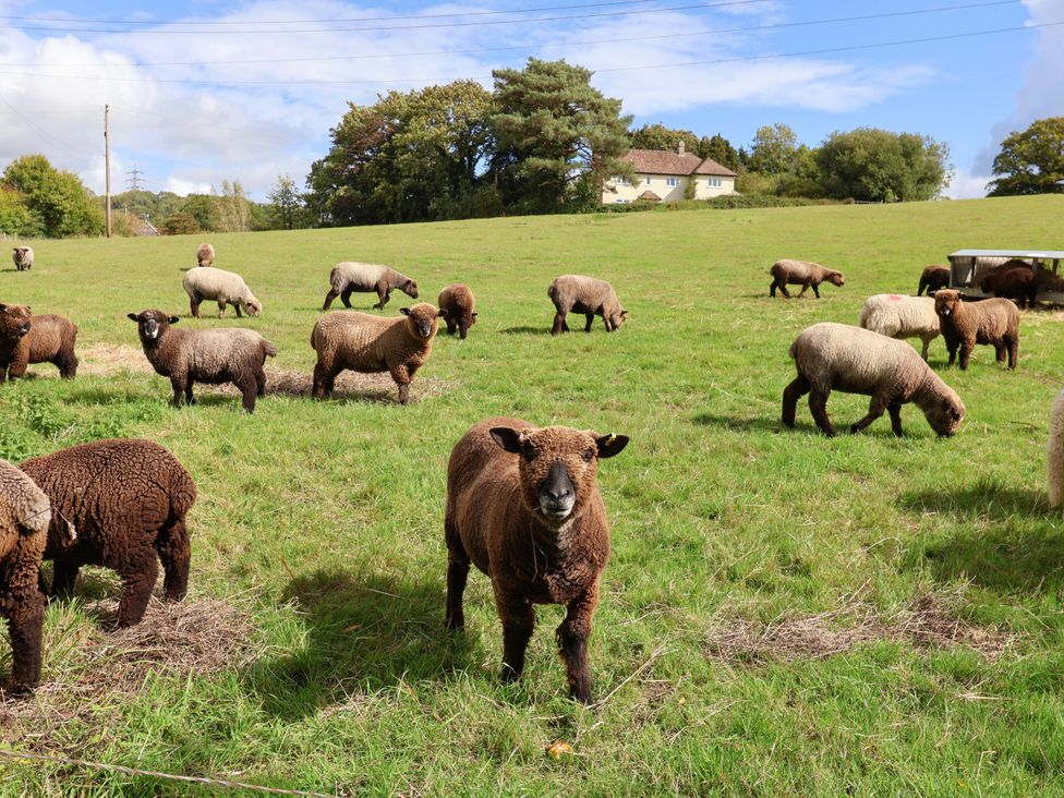 A field with sheep grazing and a farmhouse in the background at The Cottage Middle Westwater Westwater Nr Axminster