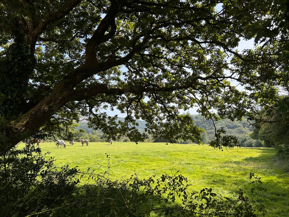 A view of horses in a field framed by tree branches at No.51 Llanteg Park Amroth