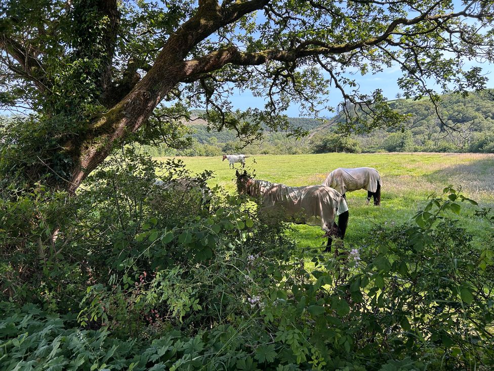 Horses in a field with trees and bushes at 51 Llanteg Park in Amroth