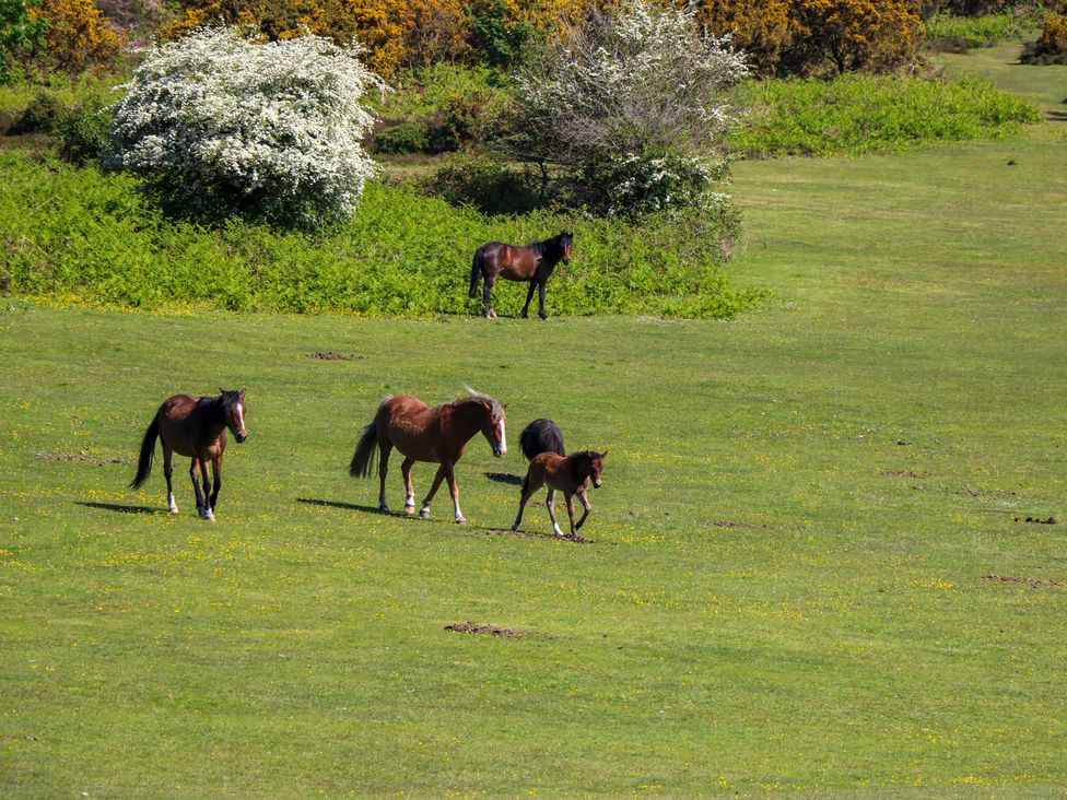 A group of horses in a meadow at Smugglers Cottage in New Milton