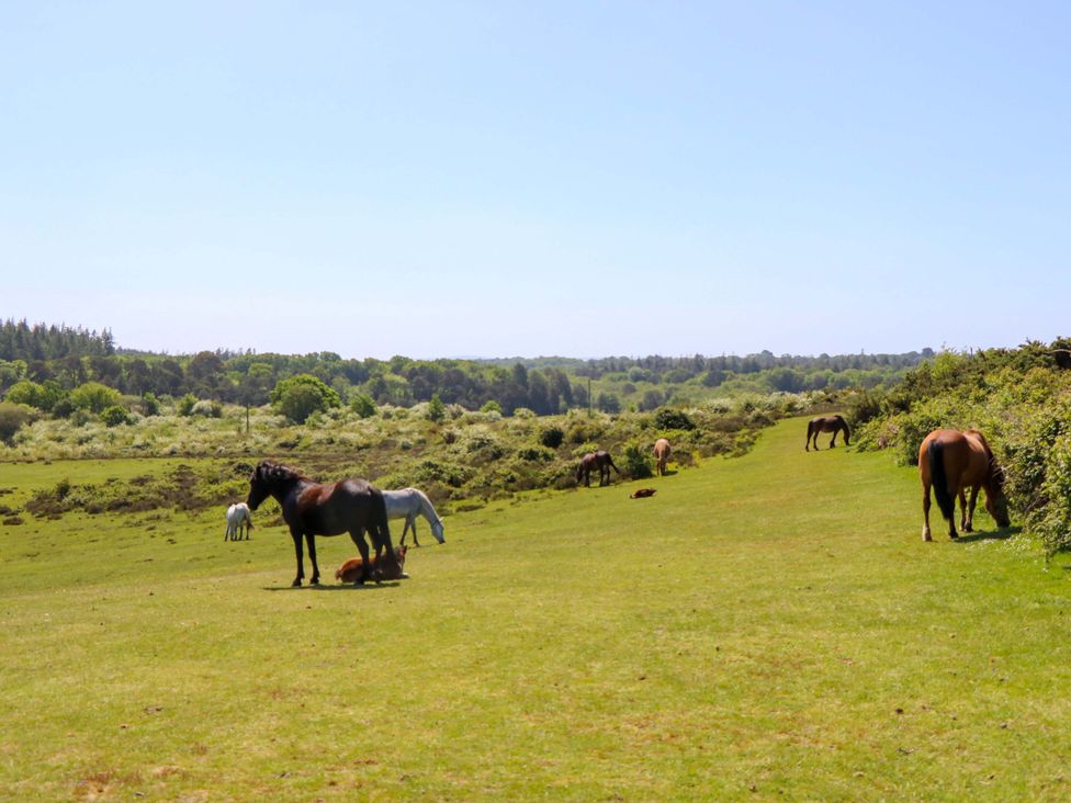 A field with horses grazing and trees in the background at Smugglers Cottage in New Milton