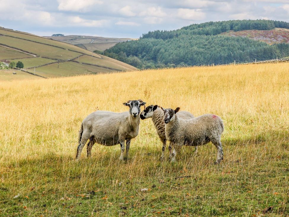 Three sheep in a grassy field with hills in the background at The Bothy in Wildboarclough