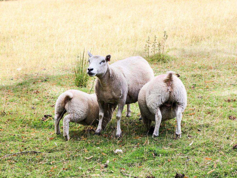 Sheep in a grassy field at The Bothy in Wildboarclough