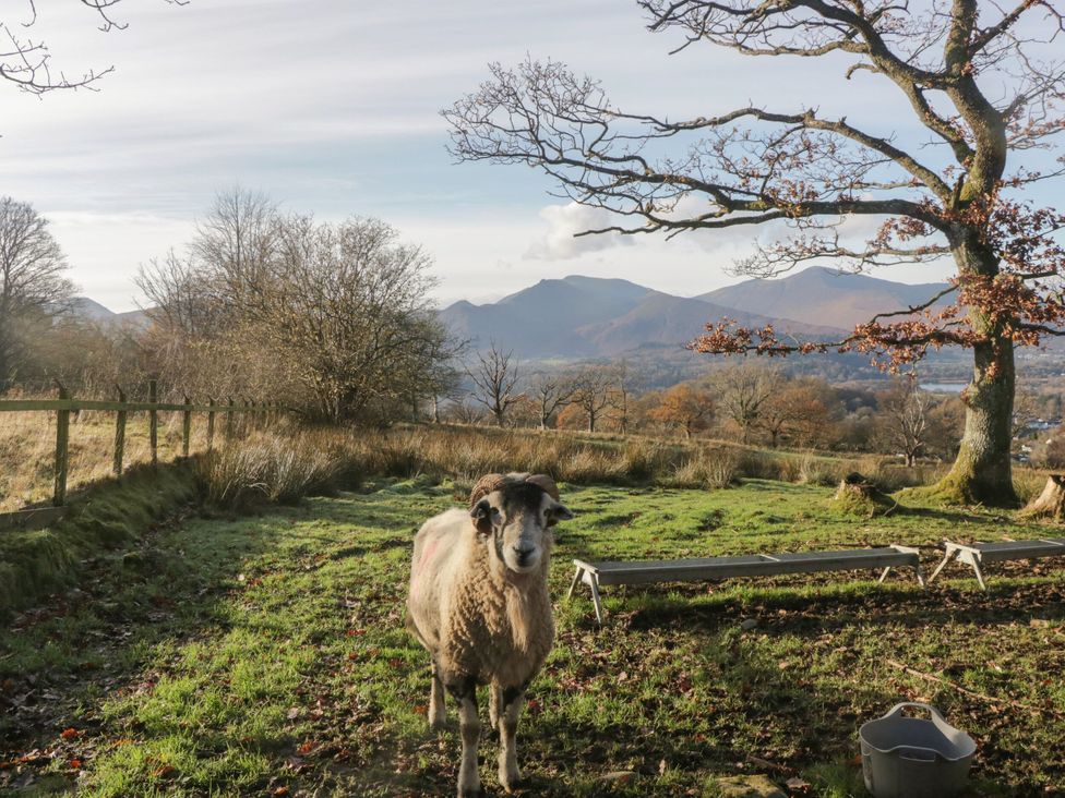 A sheep near a fence and trees with mountains in the background at Swirl Howe in Keswick