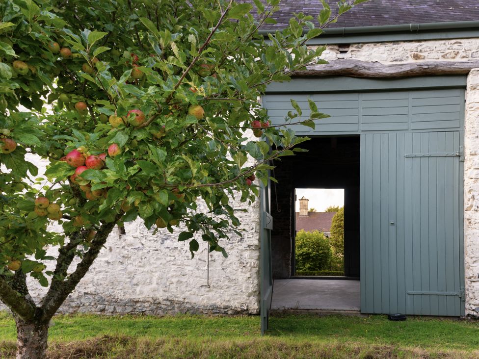 An apple tree with apples near a stone wall and an open green door at West Cottage Llandovery