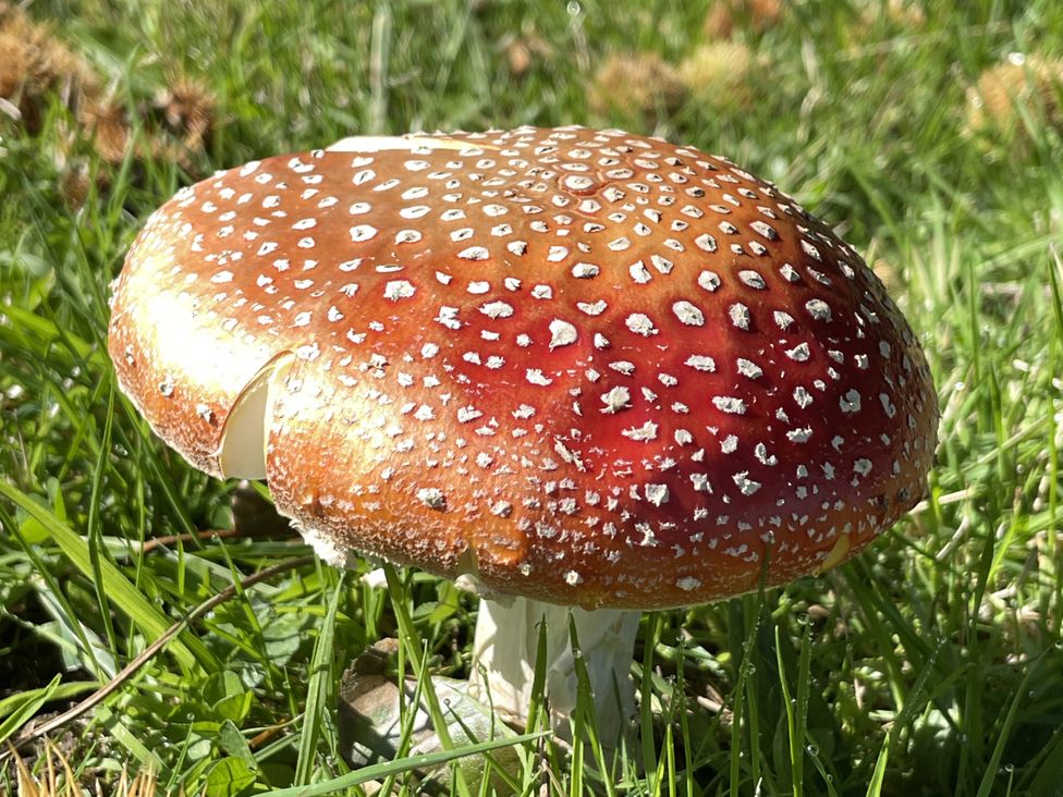 A mushroom in grass at West Cottage in Myddfai near Llandovery