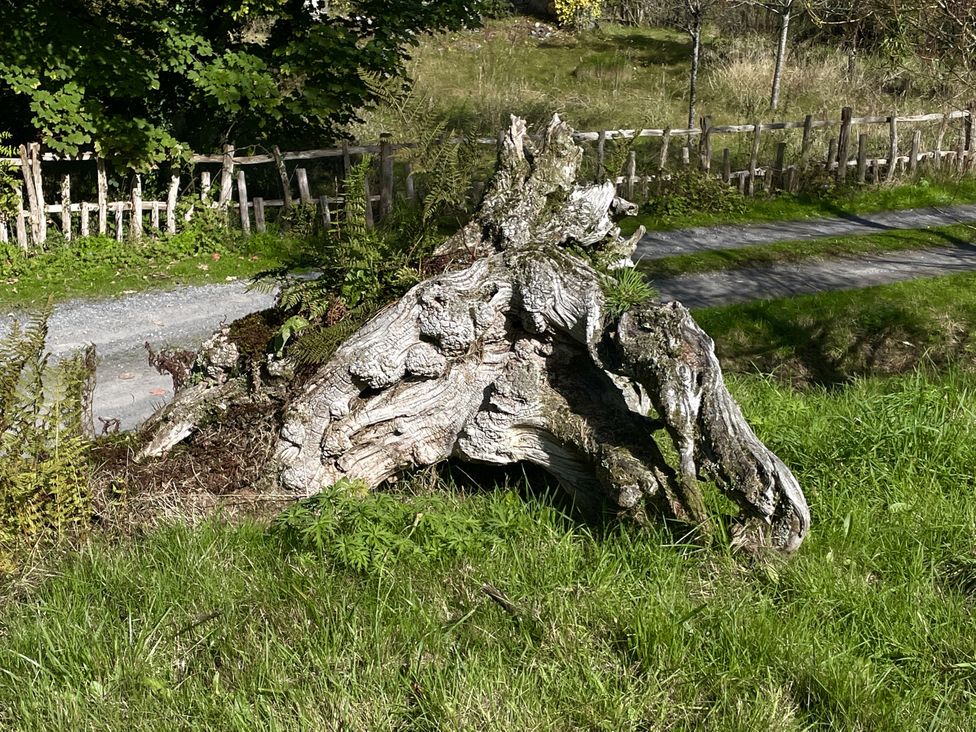 A tree stump with grass and ferns beside a dirt path at West Cottage Myddfai near Llandovery