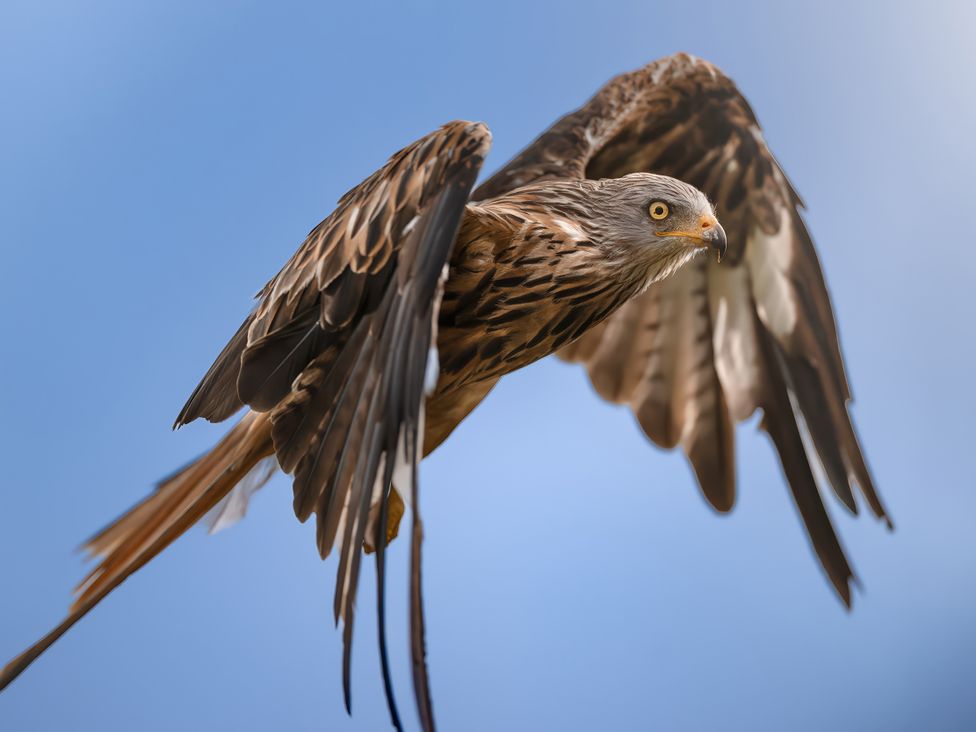 A bird flying in the sky at Gatekeepers Cottage in Llandovery