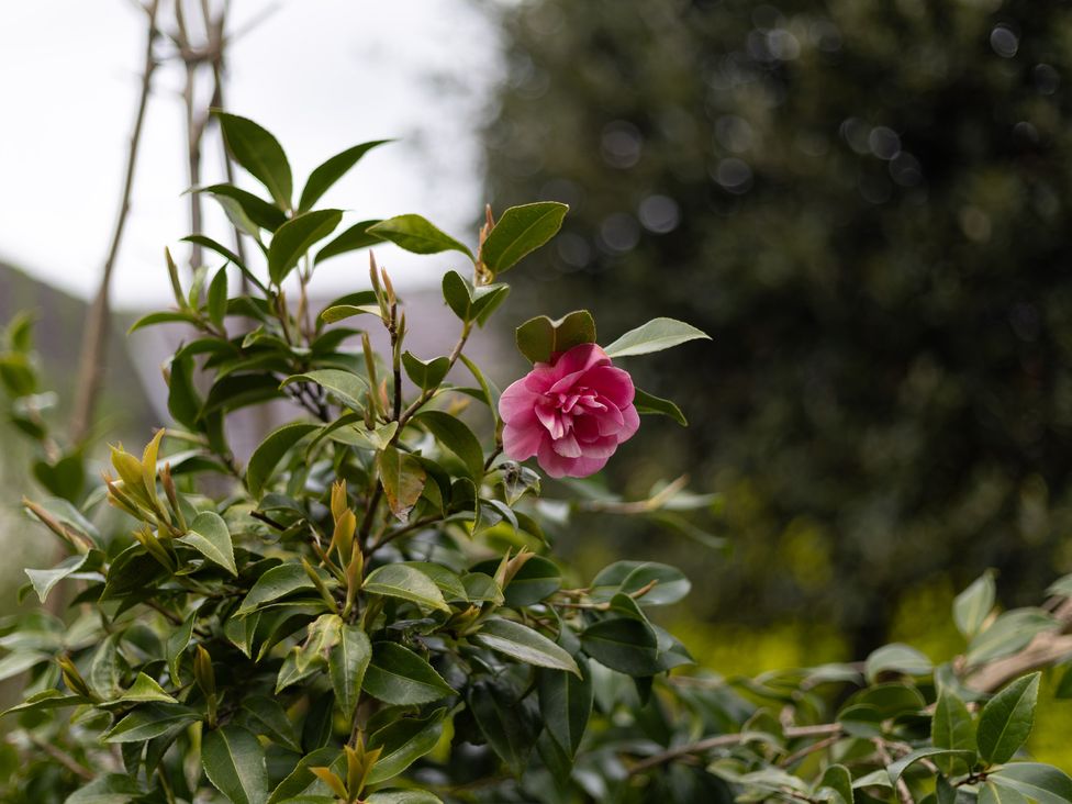 A pink flower among green leaves in a garden at Gatekeepers Cottage Myddfai near Llandovery