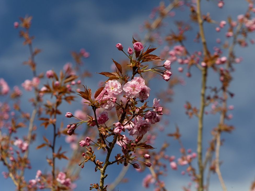 Flowers on branches against a blue sky at Gatekeepers Cottage in Myddfai near Llandovery