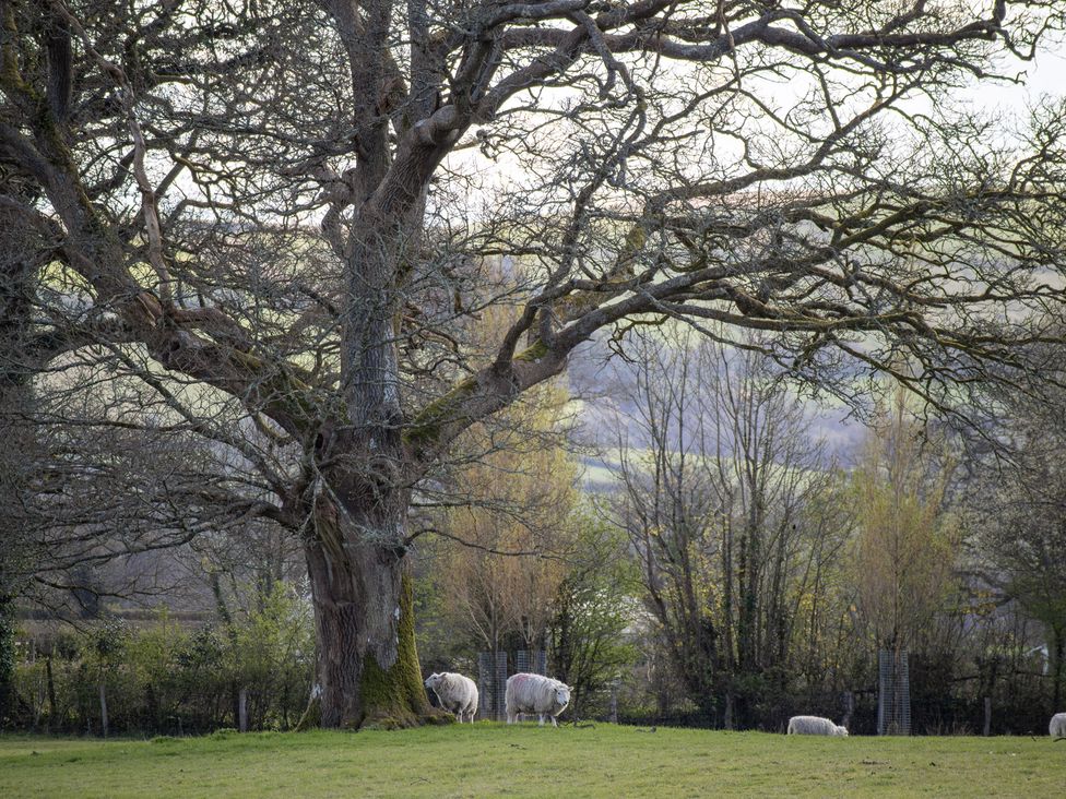 A field with a tree and sheep at Gatekeepers Cottage Myddfai near Llandovery