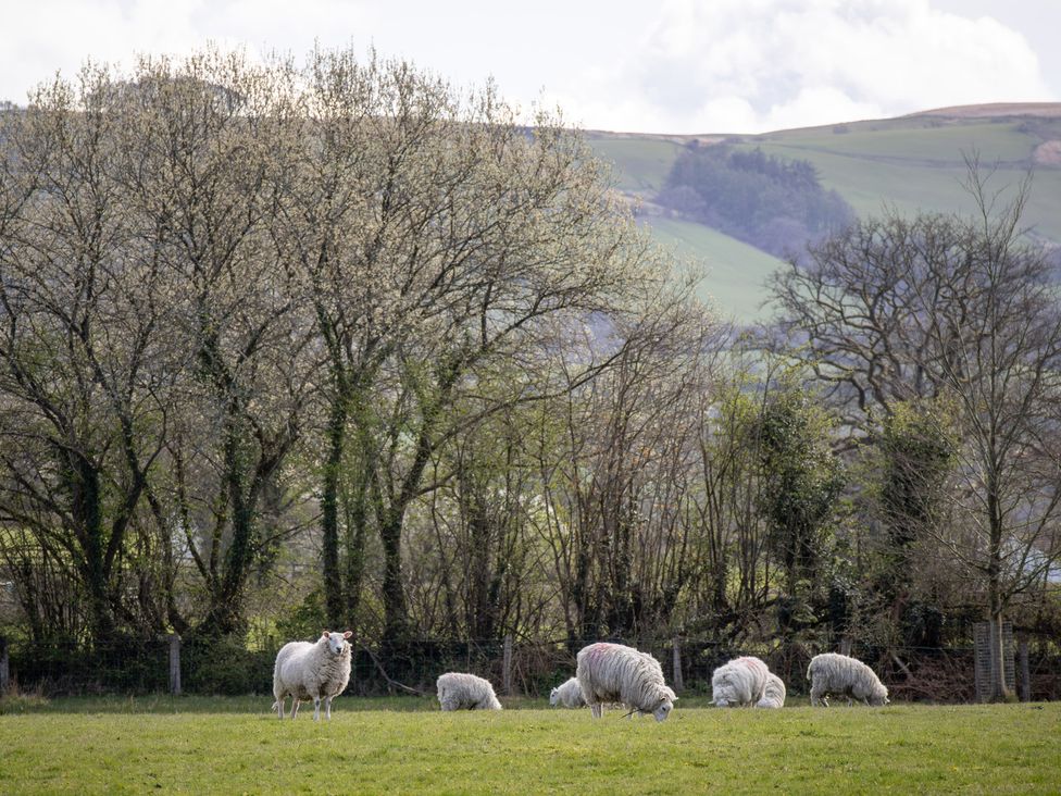 A field with sheep grazing near trees at Gatekeepers Cottage in Myddfai near Llandovery