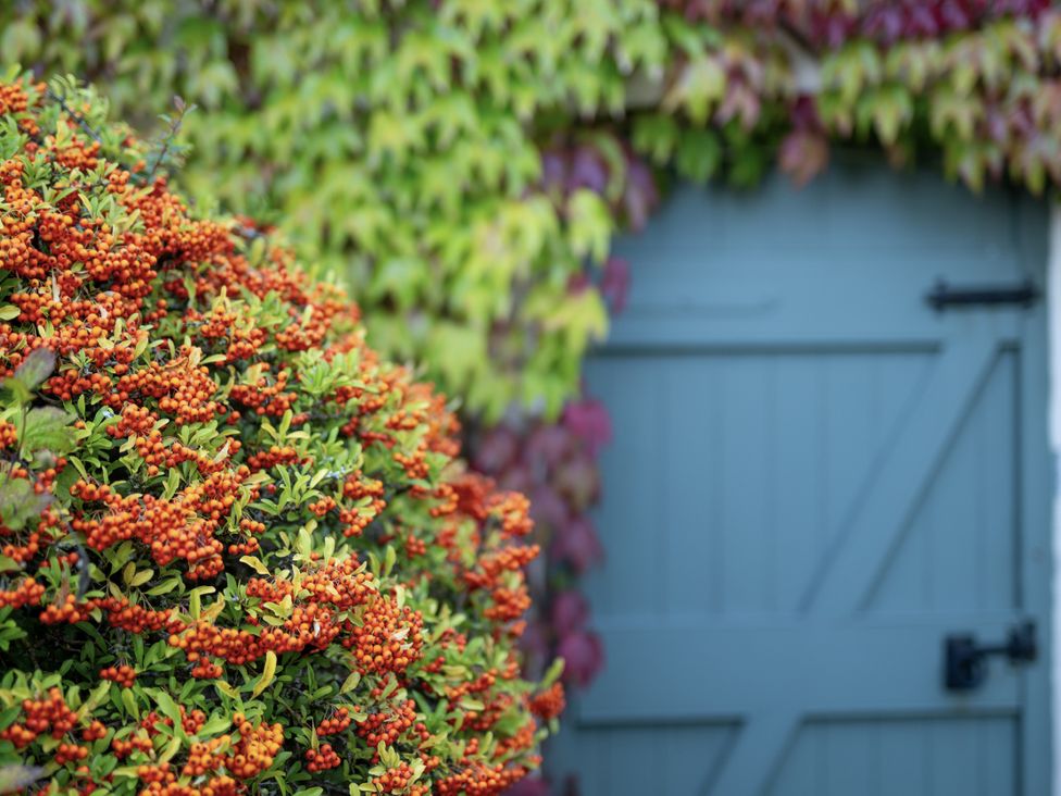 A bush with orange berries next to a door at North Cottage in Llandovery