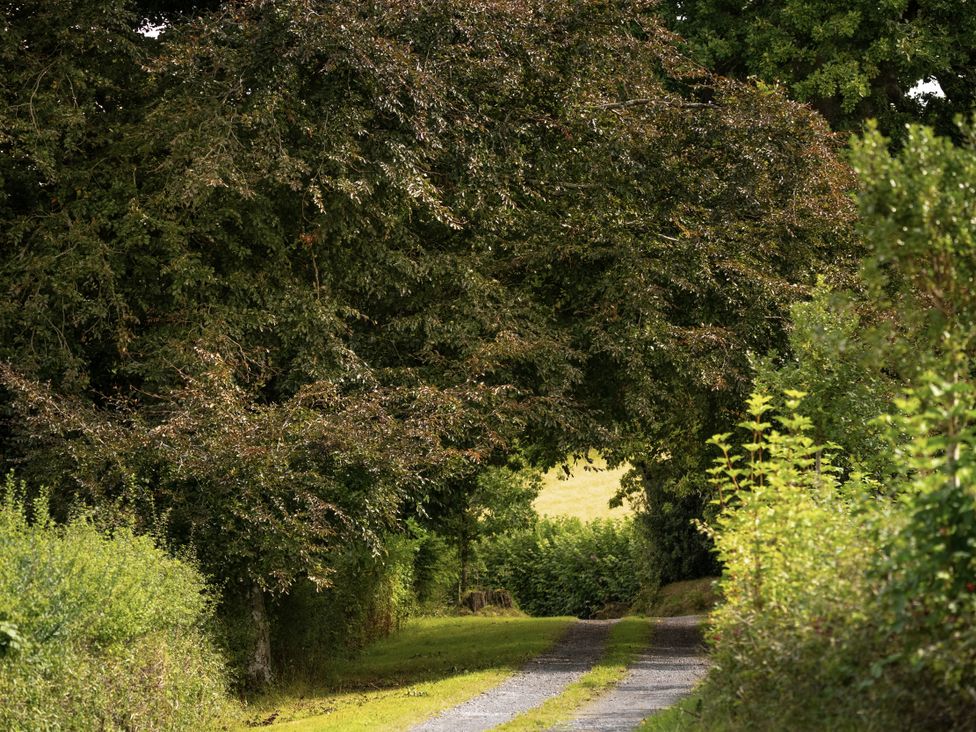 A path surrounded by trees and bushes at North Cottage in Llandovery