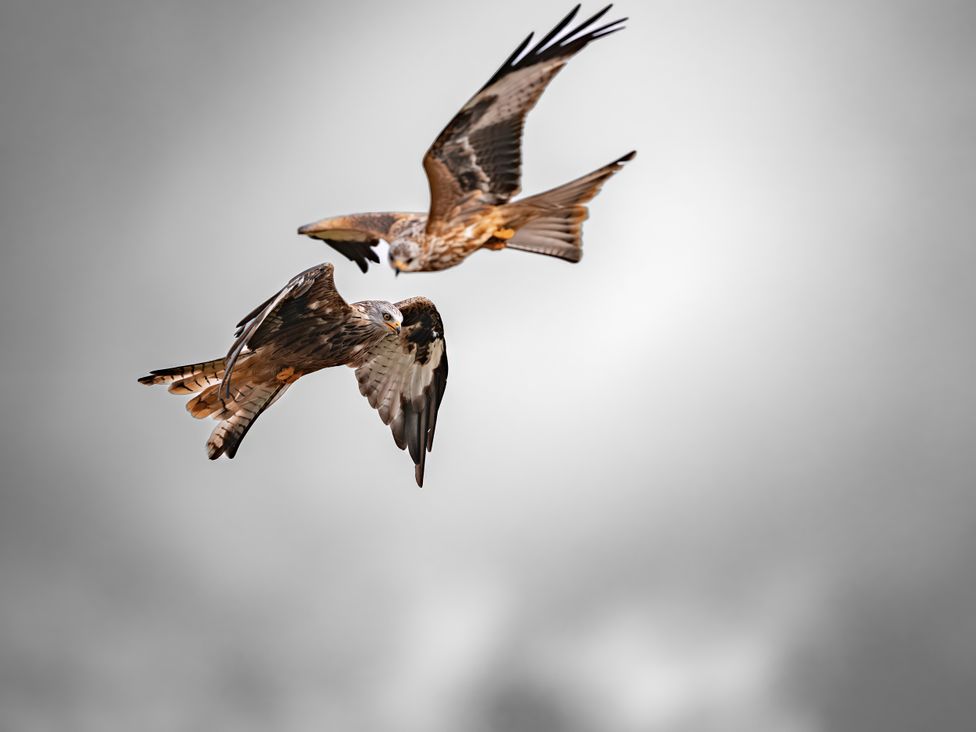 Two birds in flight in the sky at North Cottage in Llandovery