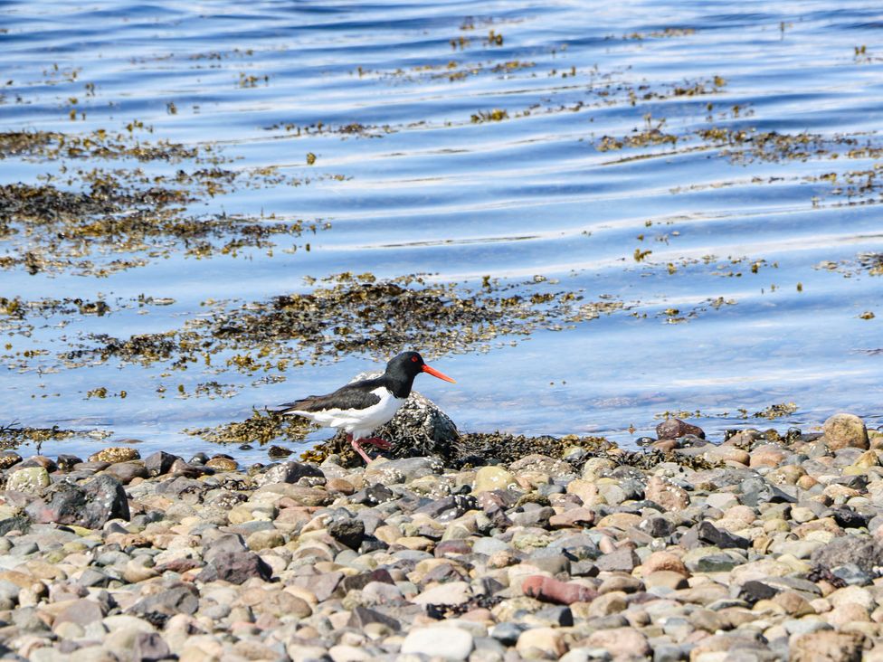 A bird by the water with rocks and seaweed at 1 Balnakeil Dunbeg