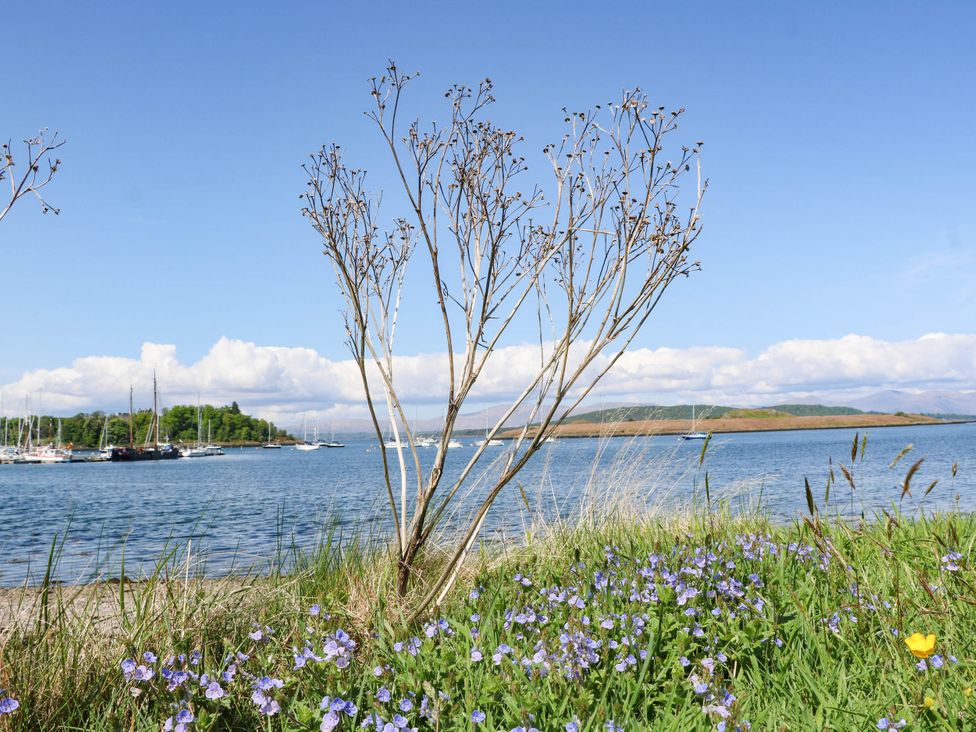 A view of water with a tree and flowers at 1 Balnakeil in Dunbeg