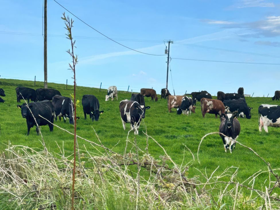 A pasture with cows grazing in a field at Knocknanuss