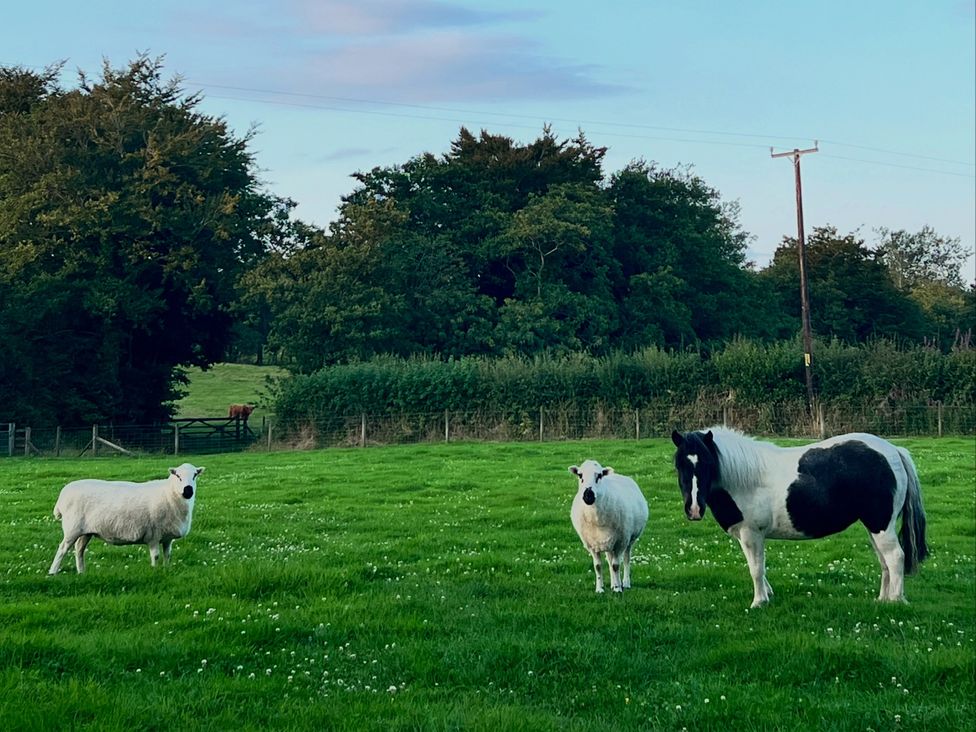 A sheep and a horse in a field at Cadno Aber near Llanybydder