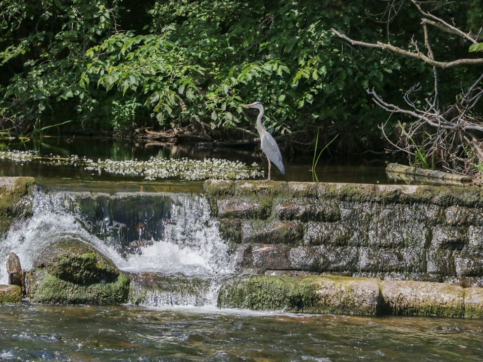 A bird standing by a waterfall in a river