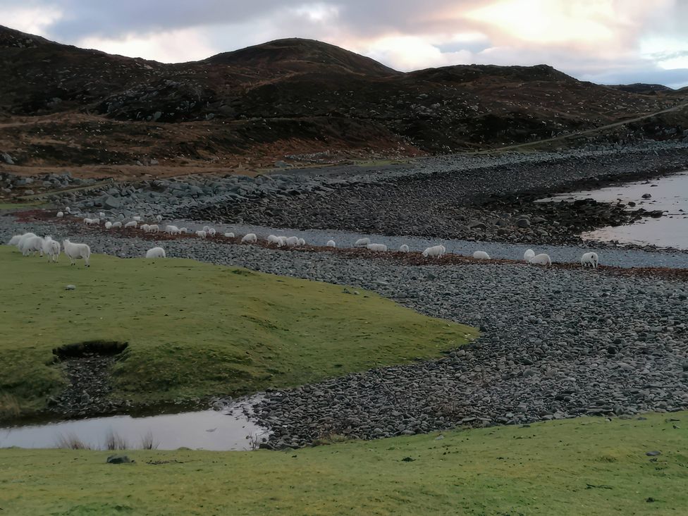 A landscape with sheep grazing near rocks and water at The Pod at Greenbank Kilbride near Broadford