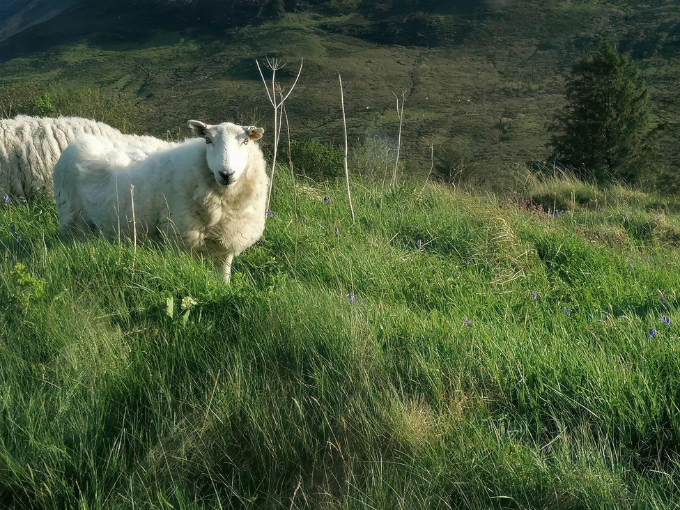 A sheep standing in grass with flowers at The Pod at Greenbank Kilbride near Broadford