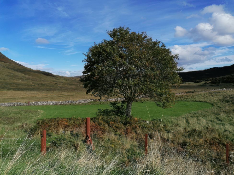 A tree in a grassy area with hills and sky at The Pod at Greenbank Kilbride near Broadford