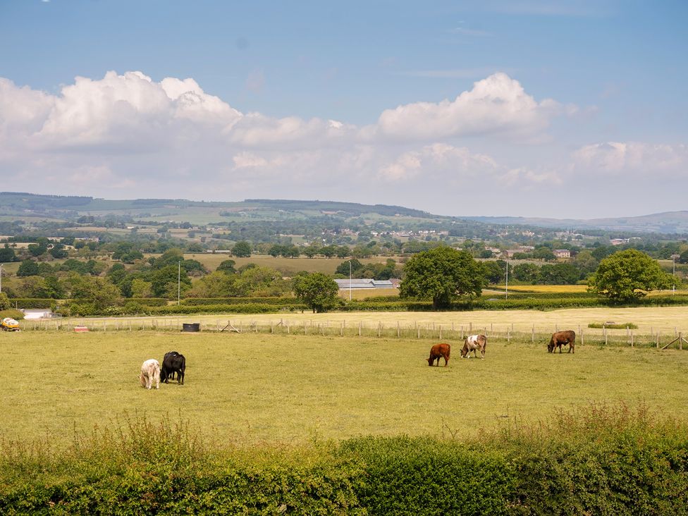 A field with cows grazing at Northstone House Blackburn
