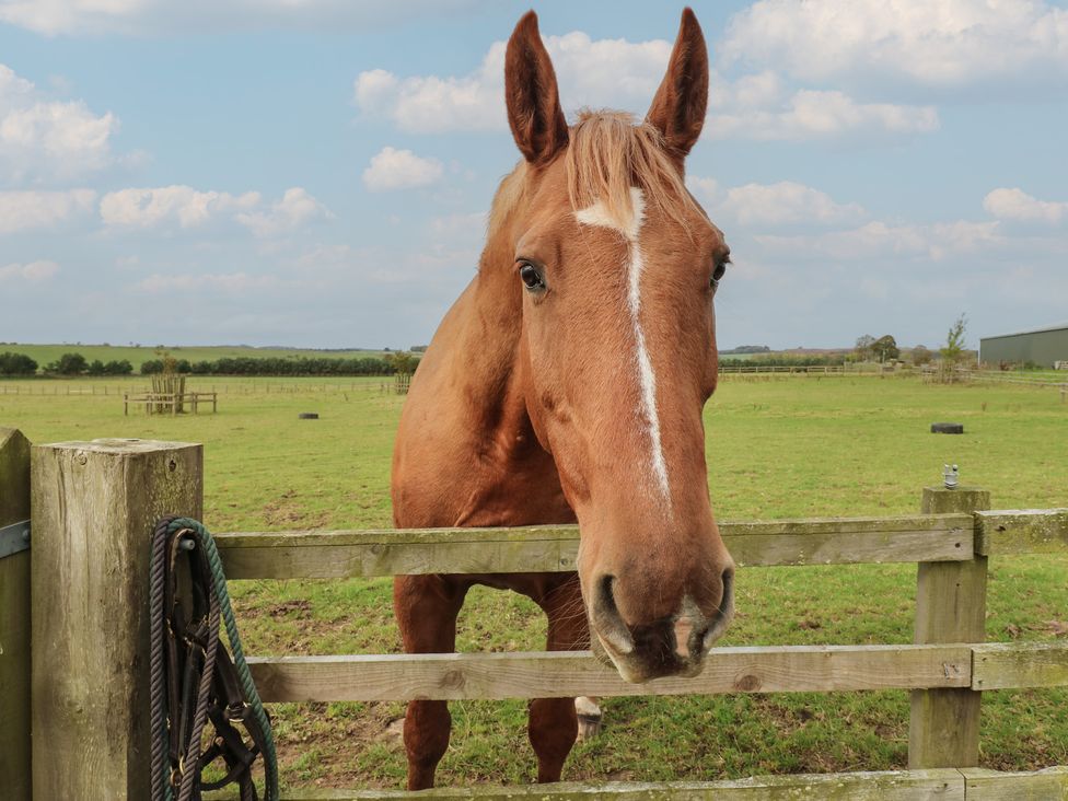A horse standing by a fence in a field with a building in the background