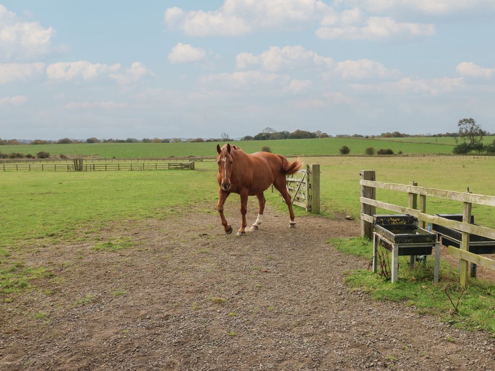 A horse walking towards a gate in a field at The Annex 