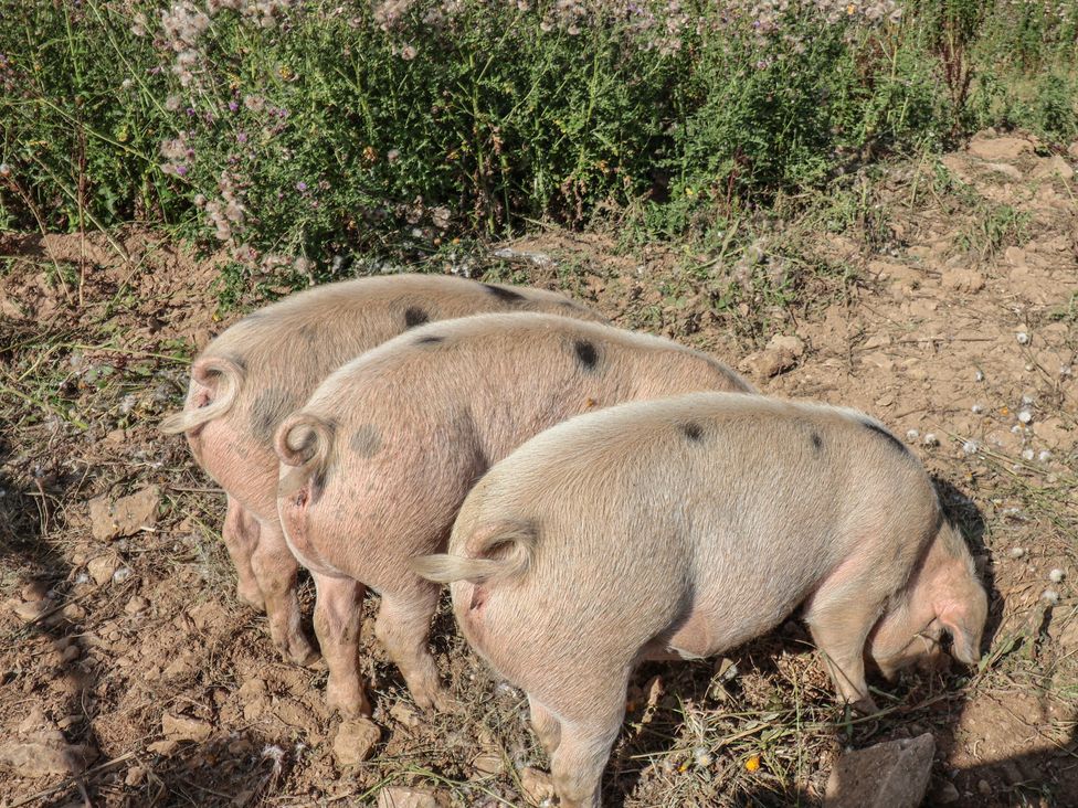 Three pigs grazing in a field with flowers at The Coach House in Tavistock
