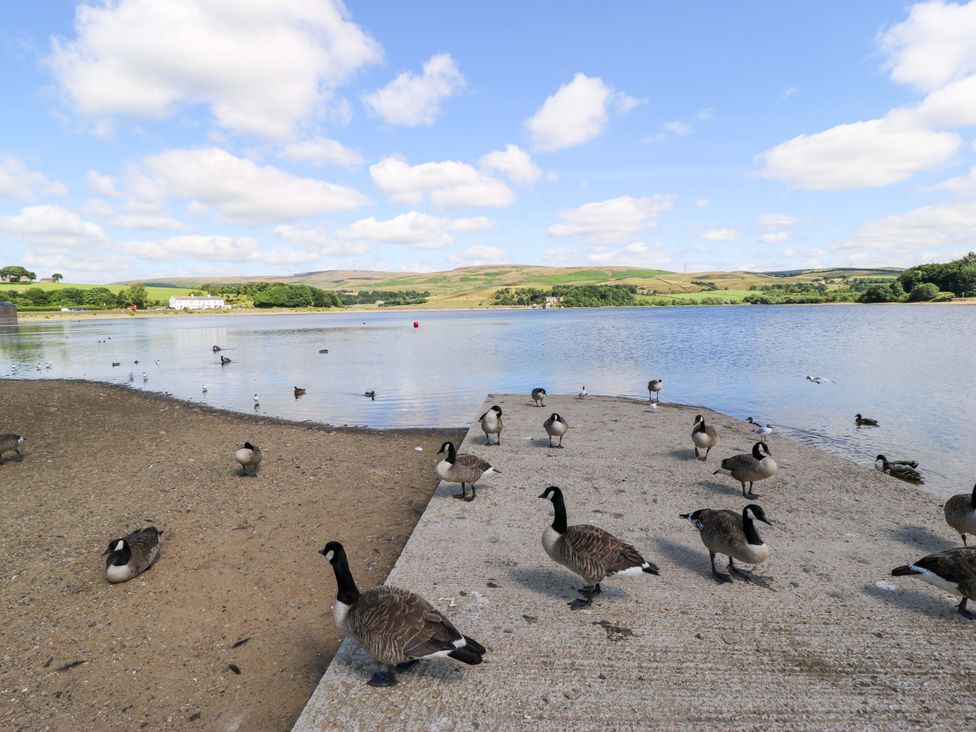 A scenic view of geese by the water at Bib Knowl Farm in Littleborough