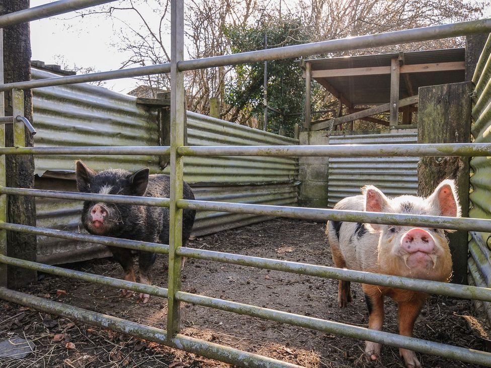 Two pigs in a corral at Trevano St Breward