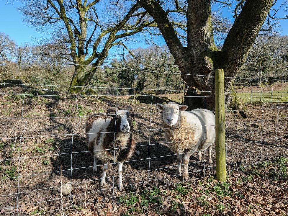 Two sheep standing by a fence near a tree in a field at Trebah in St Breward