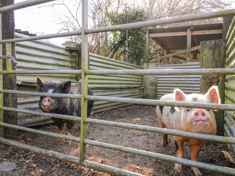 Two pigs in an enclosure at Polzeath in St Breward